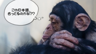 일본어 작문 확인 방법