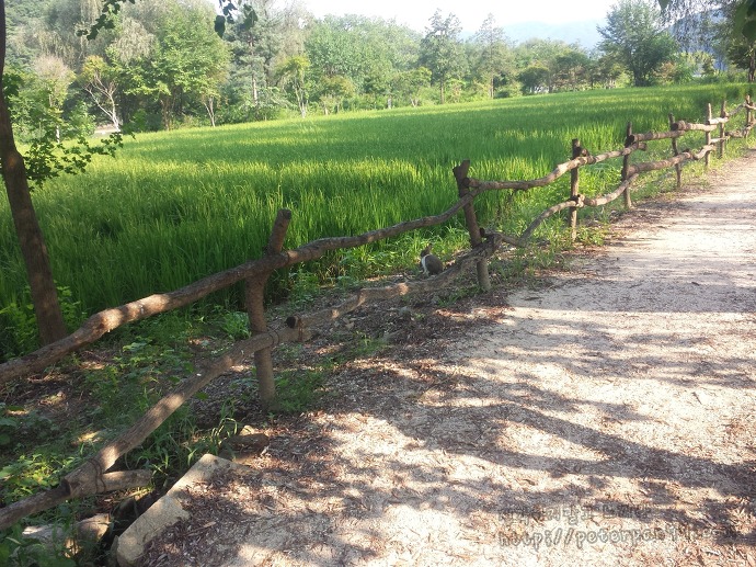남이섬 나미나라 나미나라공화국 南怡島 ナミソム ナミナラ ナミナラ共和国