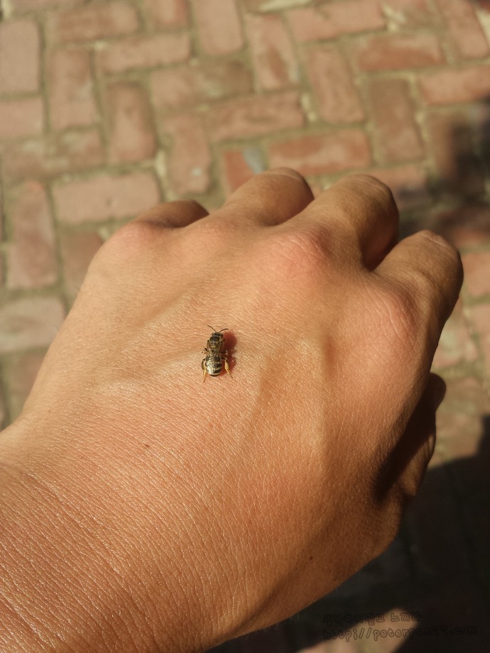 남이섬 나미나라 나미나라공화국 南怡島 ナミソム ナミナラ ナミナラ共和国