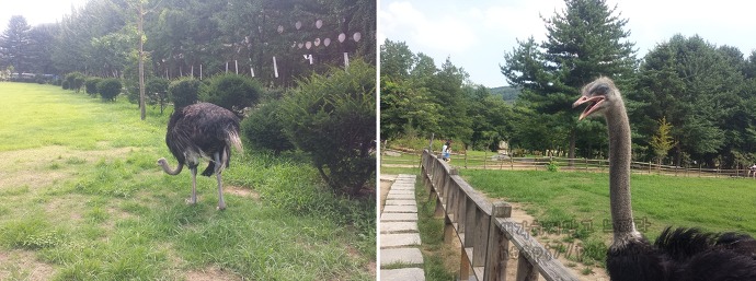 남이섬 나미나라 나미나라공화국 南怡島 ナミソム ナミナラ ナミナラ共和国