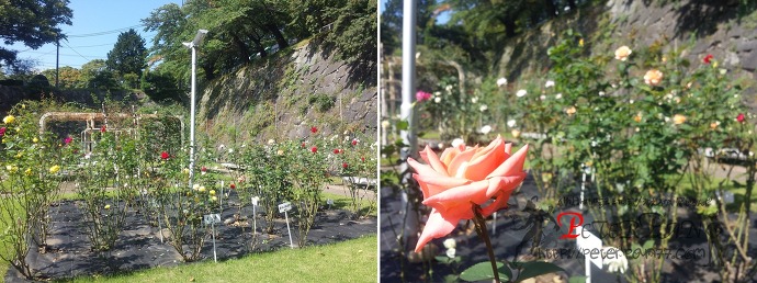 모리오카성 유적공원 盛岡城跡公園 岩手公園