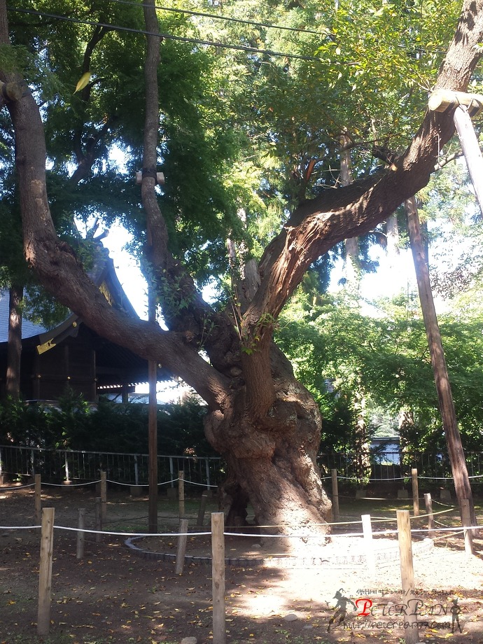 모리오카성 유적공원 盛岡城跡公園 岩手公園