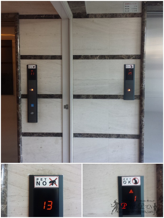 엘리베이터 펫 PET